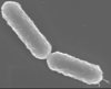 Immuno-modulation d’une sensibilisation de type allergique par administration de souches recombinantes de Lactobacillus casei.